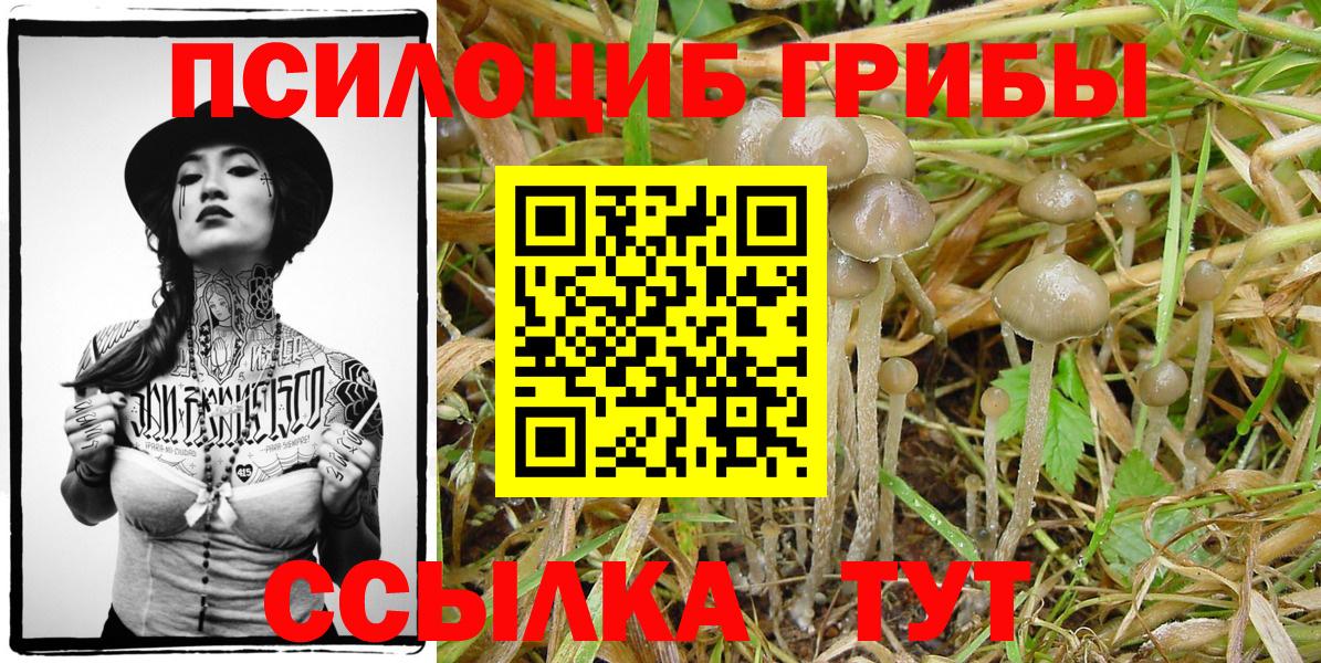 Галлюциногенные грибы Psilocybe Кимовск